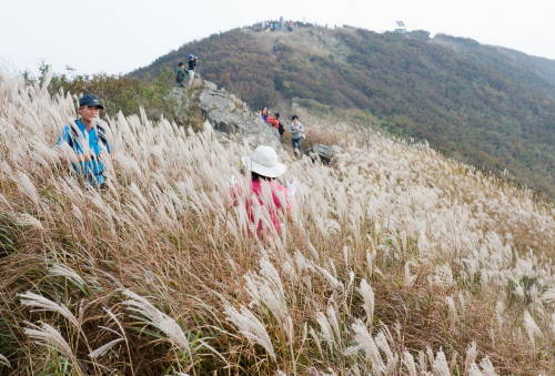 오서산억새