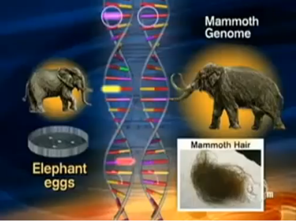 맘모스 세포가 손상이 되더라도 맘모스와  유사한 코끼리의 유전자를  유전자편집기술등 최첨단 기술을 동원해서라도 추진한다는 구상을 가지고 있다 