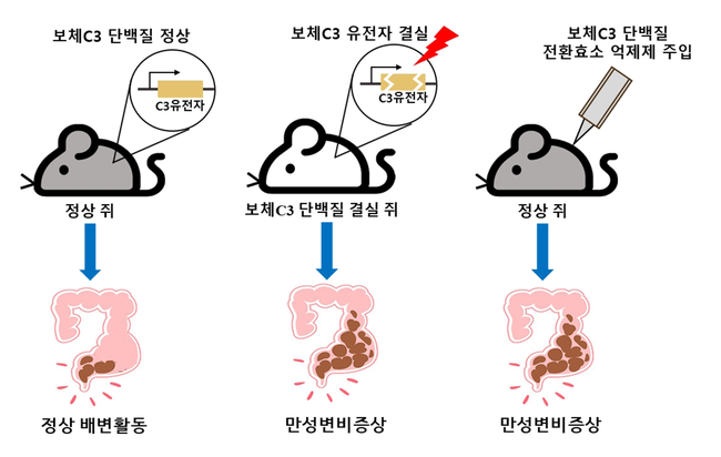 변비질환의 원인으로 보체C3 단백질의 기능을 증명하는 실험 개념도. 만성변비 증상은 보체C3 단백질이 결실된 쥐와 보체C3 단백질 전환효소 억제제를 주입한 정상 쥐에서 유사하게 관찰됨을 실험적으로 증명함.