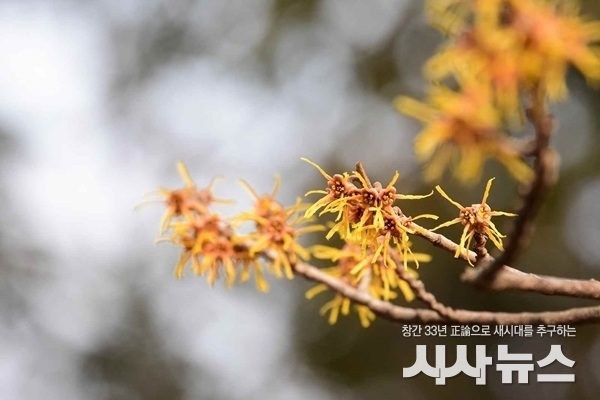  풍년화 향토식물원 사진
