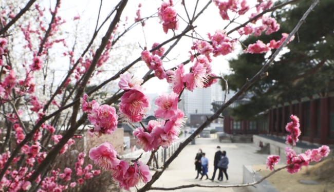 포근한 봄 날씨를 보이고 있는 지난 14일 오후 서울 종로구 국립현대미술관(MMCA)에 핀 홍매화 뒤로 사람들이 산책을 하고 있다 (사진=뉴시스 제공)