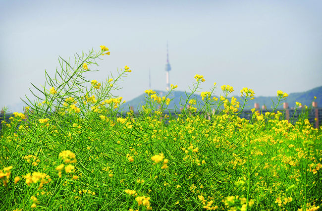 서울시 반포한강공원 서래섬에는 유채꽃이 5월에 절정에 다다른다. 