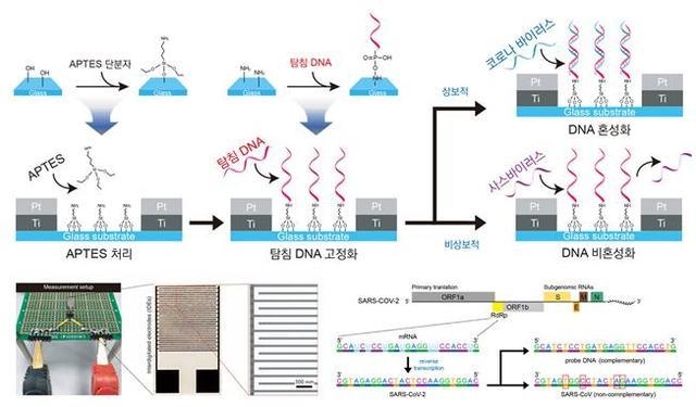 아주첨단의료바이오연구원 공동 연구팀은 현장에서 즉시 코로나19 바이러스(SARS-CoV-2) 진단이 가능한 DNA 바이오센서를 구현했다고 지난 26일 밝혔다. DNA 바이오센서의 작동 원리 이미지 (사진=아주첨단의료바이오연구원 제공)