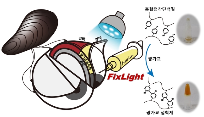 광가교(가시광 활성화) 홍합단백질접착제(FixLight)를 사용한 非봉합 양막 이식 개략도.