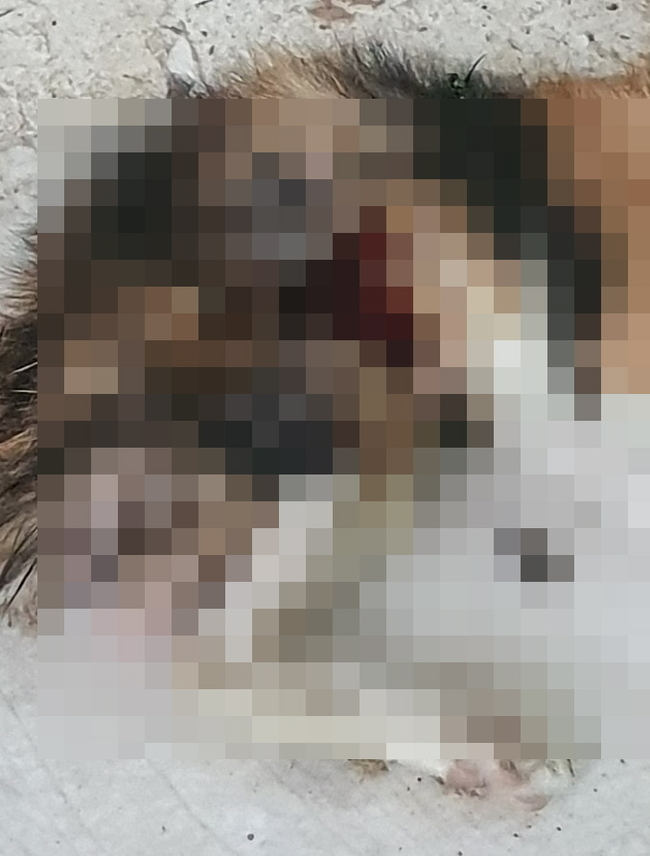 심하게 훼손된 고양이 사체.