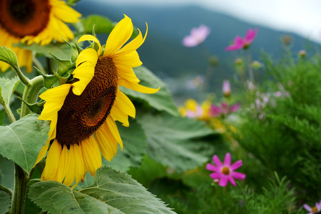 20일 부산지역은 대체로 맑은 날씨가 될 것으로 부산기상청은 예보했다 (사진=뉴시스 제공)
