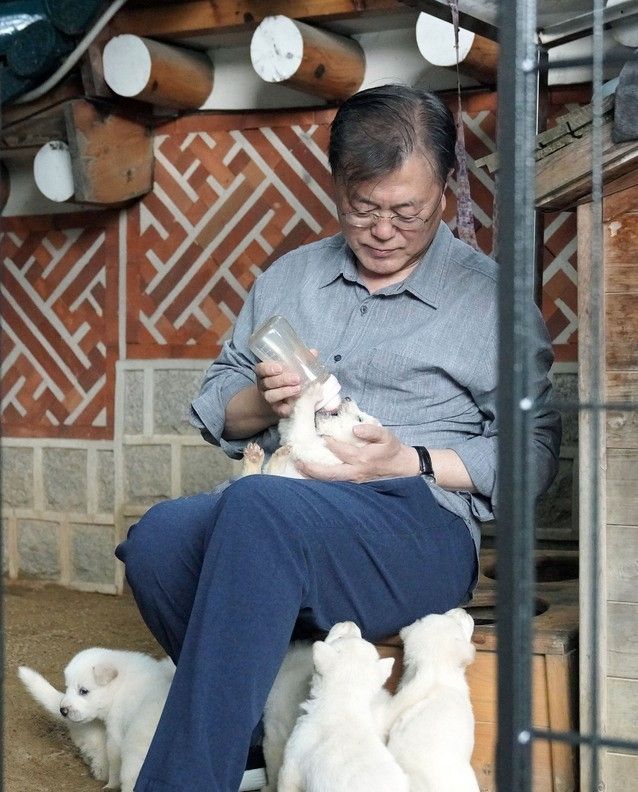 문재인 대통령은 3일 SNS를 통해 북한에서 온 풍산개 ‘곰이’와 원래 데리고 있던 풍산개 ‘마루’가 낳은 새끼들을 공개 했다. (사진=청와대 제공)