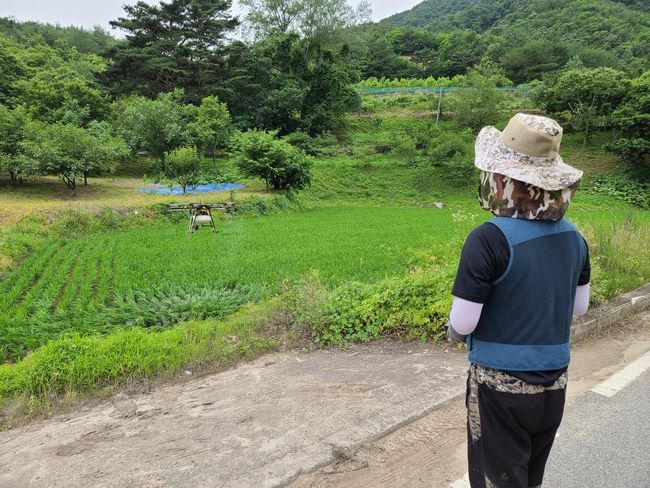 영덕군이 벼 병해충 공동방제를 실시하고 있다.