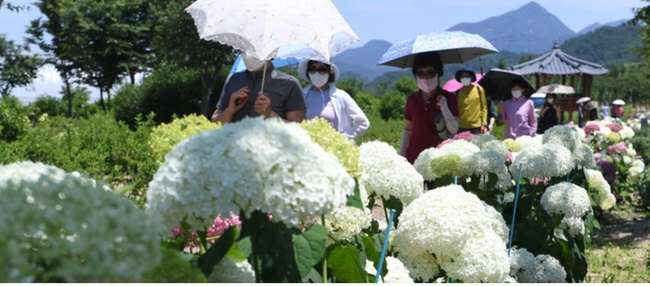 절기상 하지를 하루 앞둔 지난달 20일 경남 거창군 남상면 거창창포원을 찾은 나들이객들이 여름꽃인 수국꽃길을 걸으며 초여름의 정취를 즐기고 있다 (사진=거창군 제공)