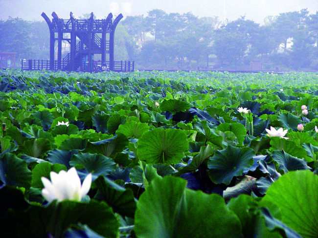 압해도 천사섬 분재공원 크로코스미아(애기범부채) 꽃