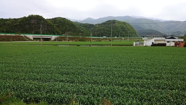 영천시 마늘밭 전경 사진