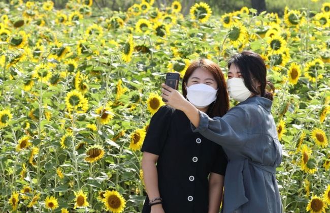 한 달 가까이 폭염이 이어지고 있는 5일 전남 강진군 강진 호수공원 광장에 해바라기가 만개했다 (사진=강진군 제공)