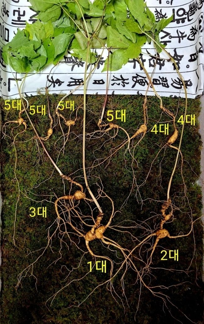 경남 함양군 휴천면 지리산 자락에서 발견된 5대 가족 천종산삼(사진제공:한국전통심마니협회).
