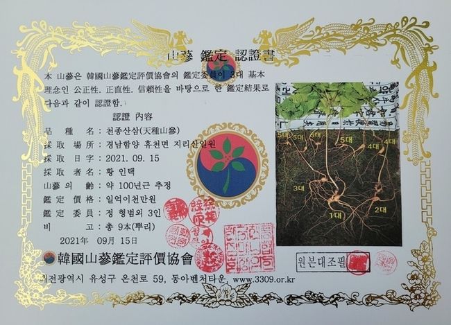 경남 함양 지리산 자락에서 발견된 5대 가족 천종산삼 감정서(사진제공:한국전통심마니협회).