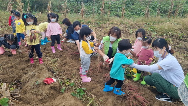 성주가야산황금들녘 메뚜기잡이 체험 축제장에서 고구마캐기 체험 행사를 진행하고 있는 모습