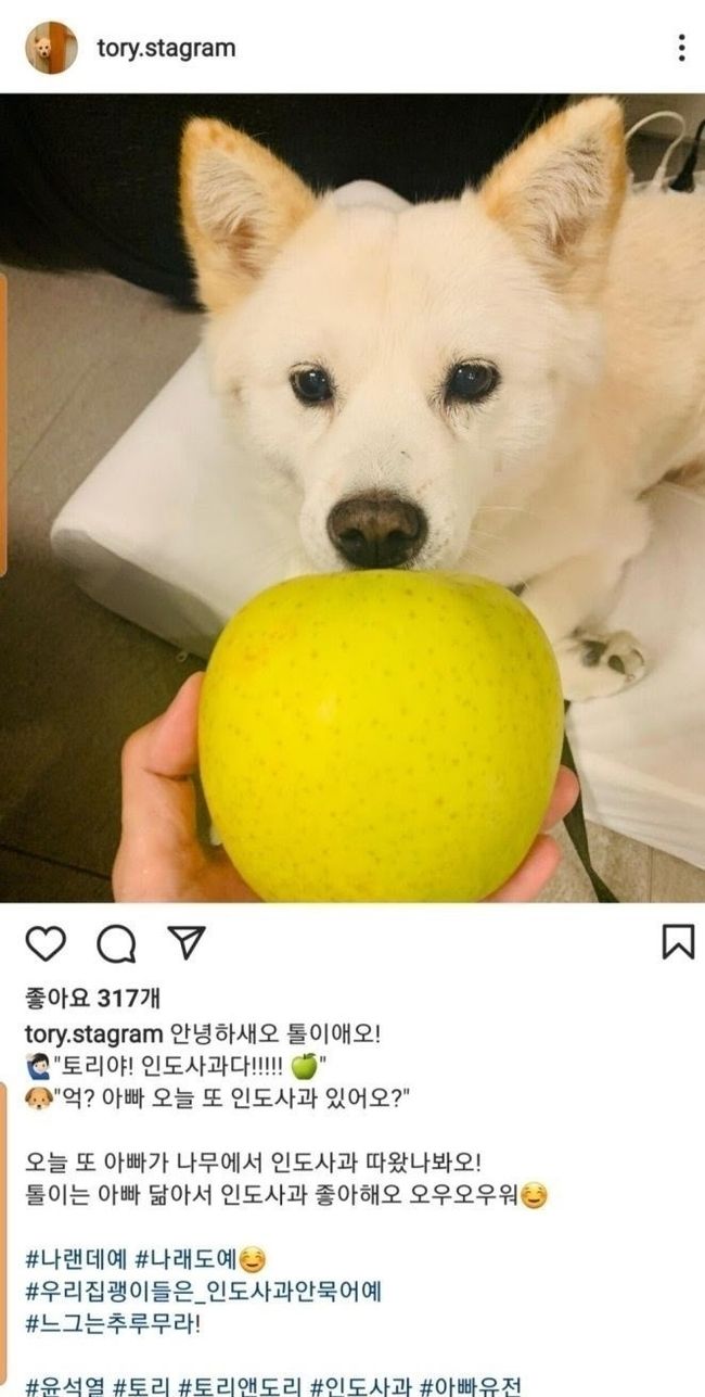  국민의힘 대권주자인 윤석열 전 검찰총장의 반려견 토리 사진이 올라오는 인스타그램.