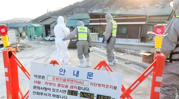 충남 천안 산란계농장에서 고병원성 조류인플루엔자 의심축이 발생했다. 올해 초 세종시의 한 산란계 농장에서 방역 당국이 예방적 살처분을 진행하는 모습.