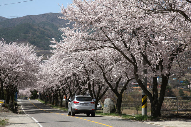 경남 합천군 합천읍에서 황강을 거쳐 봉산면까지 이어지는 백리길