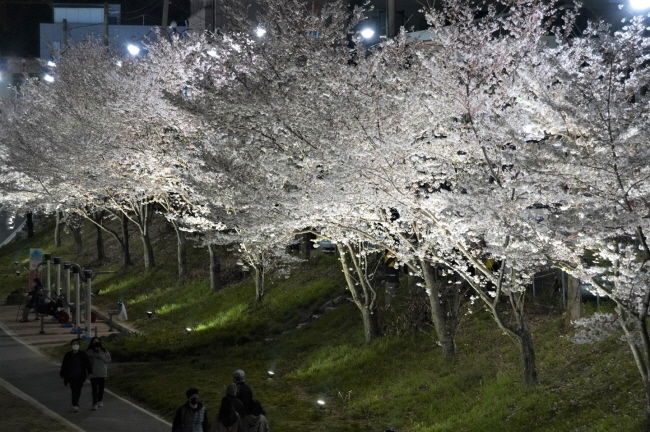 벚꽃이 만개한 천안시 원성천(사진=천안시 제공)