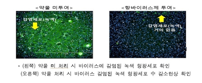질병관리청은 6일 오미크론 세부계통 바이러스(BA1, BA1.1, BA2)에 대한 먹는 치료제의 항바이러스 효능을 세포 수준에서 확인했다고 밝혔다. (사진=질병청 자료 캡처) 