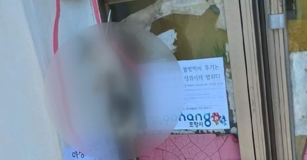 동물권행동 카라 제공