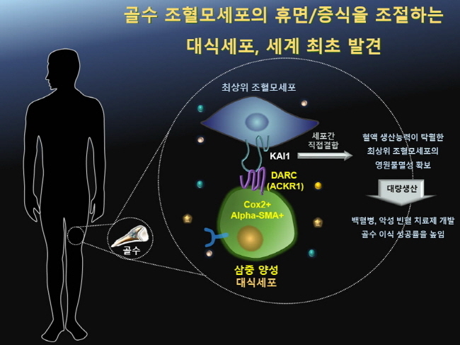 국내 연구진이 골수 조혈모세포의 휴면·증식 조절하는 대식세포를 세계 최초로 발견했다.(사진=뉴시스 제공)