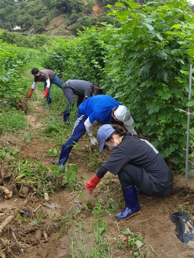 수해 피해 농가 찾아 구슬땀(사진=천안시의회 제공)
