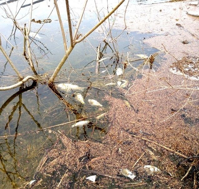 저수지 물고기 폐사. (사진=뉴시스 제공)