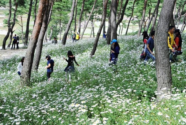 정읍구절초 꽃축제가 열리는 정읍구절초공원. (사진=정읍시 제공)