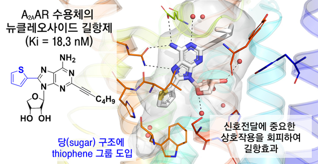 최선 교수팀이 개발한 아데노신 A2A 수용체(A2AAR)의 뉴클레오사이드 길항제(antagonist). 사진 이화여대 제공)