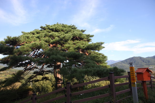 장항마을의 당산 소나무