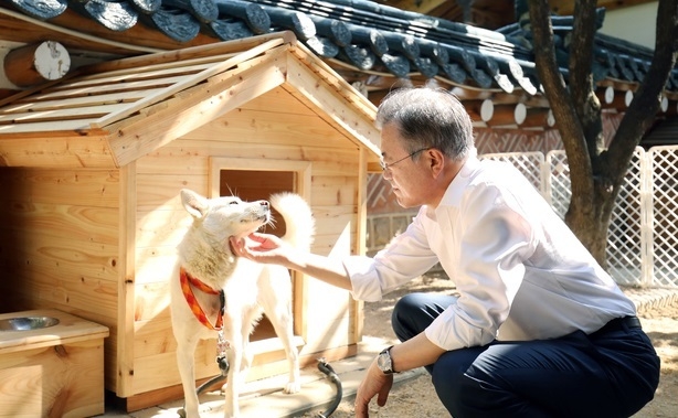 문재인 대통령이 지난 2018년 10월2일 오후 관저에서 '2018 남북정상회담 평양’ 북측 선물 풍산개 암컷 '곰이'를 어루만지고 있다. (사진=청와대 제공) 