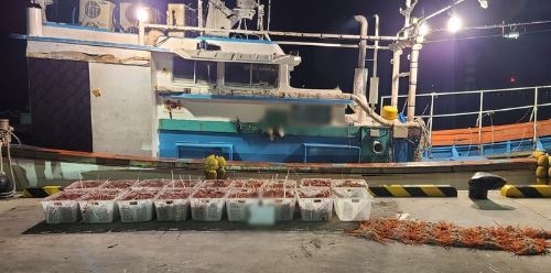 지난 15일 오전 2시께 경북 포항시 북구 포항구항에서 포획 금지기간에 대게 1147마리를 포획한 어선이 해경에 적발됐다. (사진=포항해양경찰서 제공) 