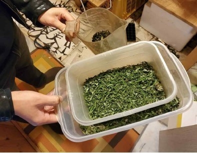 대마 재배 혐의를 받는 안모씨의 집에서 발견된 대마. (사진=서울중앙지검 제공) 