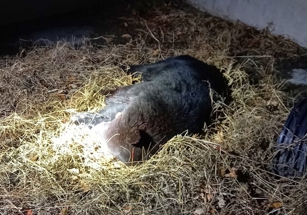 8일 오후 울산시 울주군의 한 곰 사육농장에서 곰 3마리가 탈출한 가운데 사살된 곰이 쓰러져 있다. (사진=울주군청 제공) 