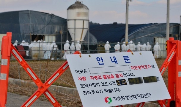 육용오리농장에서 조류인플루엔자(AI) 항원이 검출돼 방역당국 관계자들이 살처분 작업을 준비하고 있다. (사진=뉴시스)