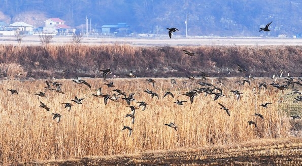 경남 하동군 진교면 인근 들녘에 겨울철새 수 백 마리가 찾아와 겨울을 나고 있다. (사진= 뉴시스)