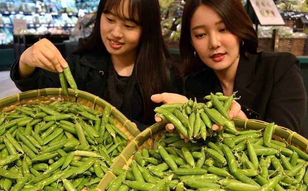 완두콩 같은 식물성 단백질을 많이 먹으면 술을 전혀 마시지 않아도 간에 지방이 쌓이는 비(非)알코올성 지방간 위험을 4분의1 수준으로 낮출 수 있다는 연구 결과가 나왔다. 2023.03.18 (사진=롯데백화점 제공)