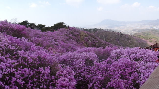 인천광역시 고려산 진달래군락지의 절경