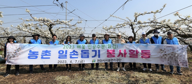 천안시시설관리공단 임직원들이 지난 7일 천안시 서북구 성환읍의 한 배 농가를 방문해 인공수분 봉사활동을 실시하고 있다. (사진=천안시 제공)
