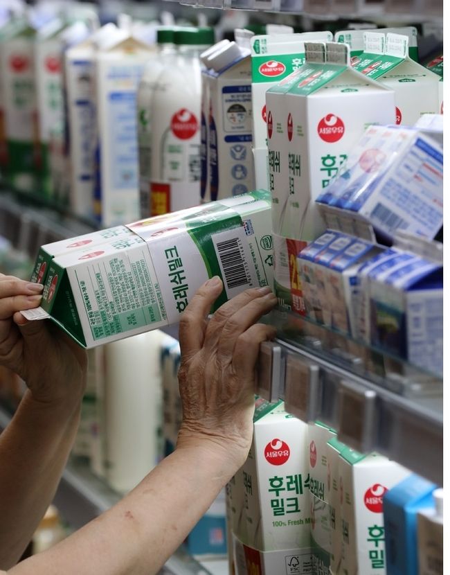 9일 오전 서울의 한 대형마트에서 고객이 우유를 고르고 있다. 낙농가와 유업계 관계자 등으로 구성된 낙농진흥회는 이날 소위원회를 열고 올해 원유(原乳)가격 협상에 착수한다. 국제 곡물가 상승으로 인한 생산비 증가로 올해 원유 가격 인상이 불가피할 전망이다.(사진=뉴시스 제공)