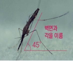 얼룩날개모기 암컷 성충 사진. (자료=질병관리청 제공) 