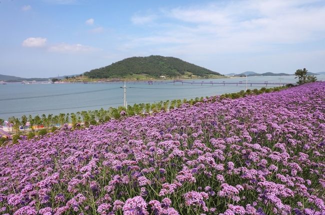 퍼플섬의 버들마편초 꽃 (사진=신안군 제공)