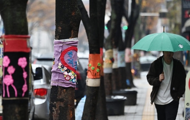  지난 27일 경기도 수원시 영통구 망포역 인근 거리에서 우산을 쓴 시민이 뜨개옷을 입은 가로수길을 걷는 모습. (사진=뉴시스 제공)