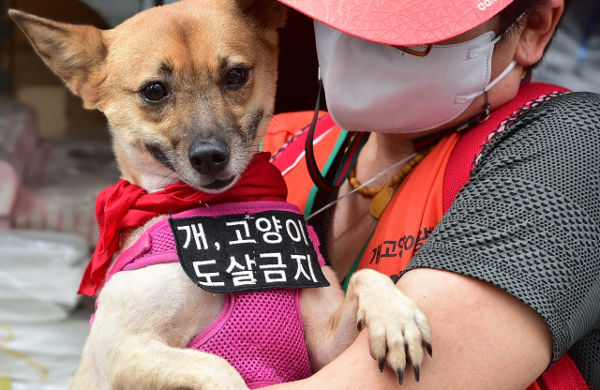 지난 2022년 8월 15일 대구 북구 칠성시장 개고기 골목에서 전국동물보호단체 회원들이 ‘칠성개시장 완전 철폐를 촉구하는 기자회견’을 진행하고 있다.