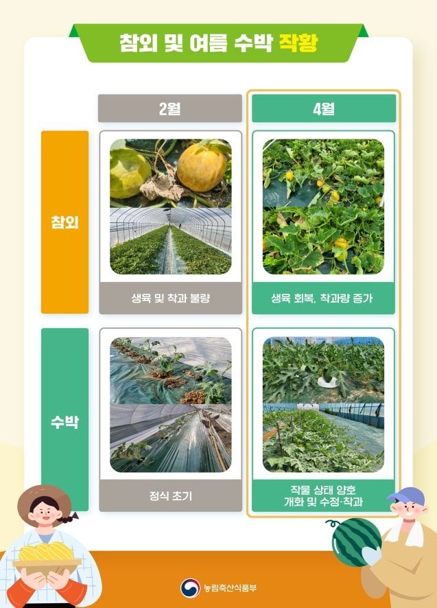 참외 및 여름 수박 작황. (자료 = 농림축산식품부 제공)
