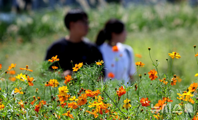 지난 1일 서울 종로구 송현 녹지광장에서 주말 나들이 나온 시민들이 가을 꽃 산챌길을 걷고 있다. (사진=뉴시스 제공)