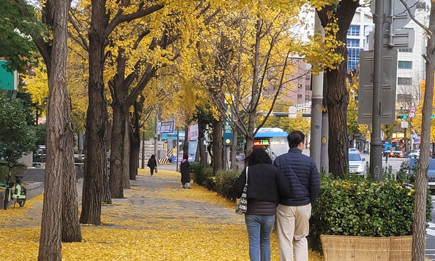 지난 17일 오전 서울 종로구 경복궁 인근 도로에 노랗게 물든 은행잎이 떨어져 있다. (사진=뉴시스 제공)