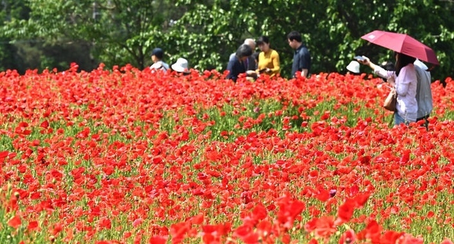 화창한 날씨를 보인 25일 경기 수원시 권선구 탑동 시민농장을 찾은 시민들이 붉게 물든 양귀비꽃을 바라보며 꽃놀이를 즐기고 있다.(사진=뉴시스 제공)