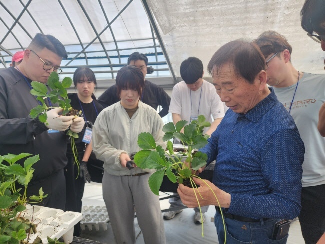  지난 5월 29일 딸기반 청년농부들이 양평 마이스터 농가에서 실습을 하고 있다.(사진=농협중앙회 제공)